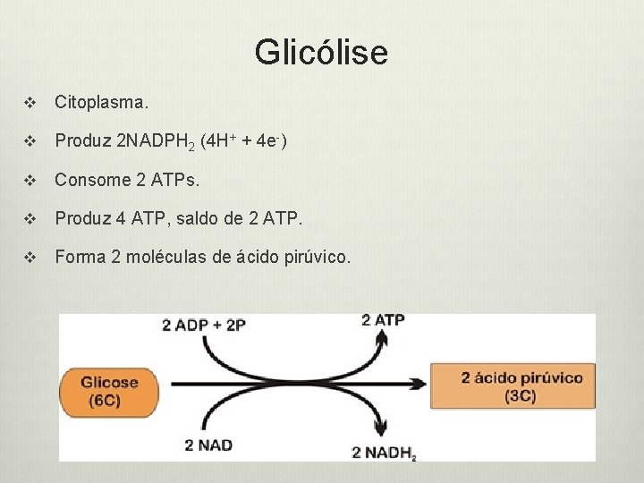 Glicólise v Citoplasma. v Produz 2 NADPH 2 (4 H+ + 4 e-) v