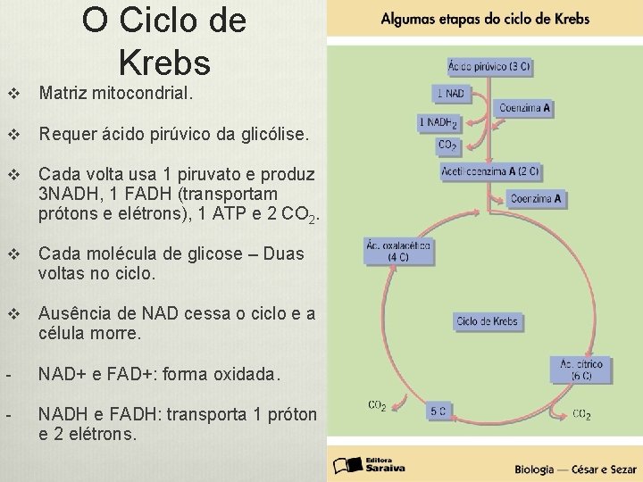 O Ciclo de Krebs v Matriz mitocondrial. v Requer ácido pirúvico da glicólise. v