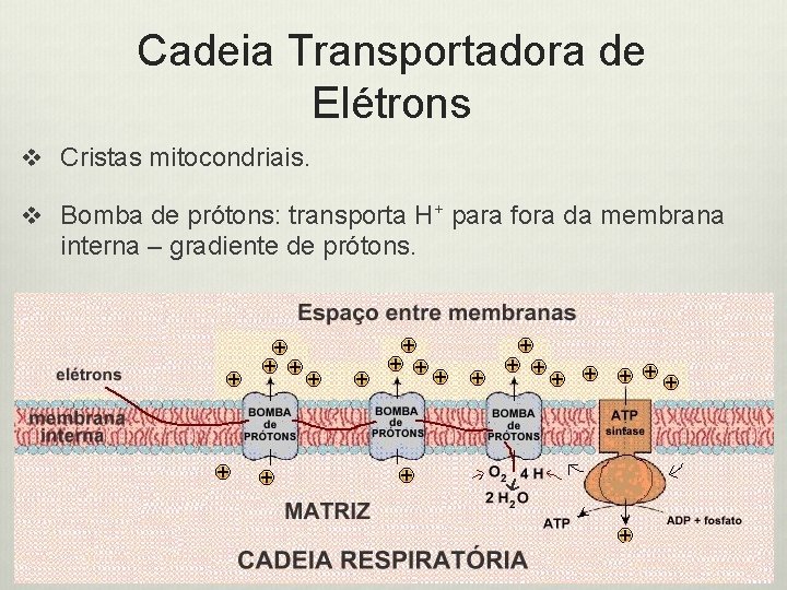 Cadeia Transportadora de Elétrons v Cristas mitocondriais. v Bomba de prótons: transporta H+ para
