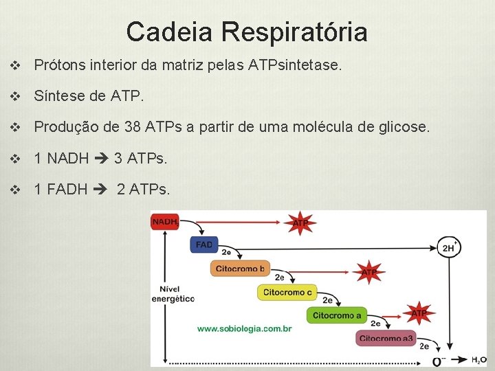 Cadeia Respiratória v Prótons interior da matriz pelas ATPsintetase. v Síntese de ATP. v