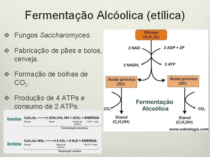 Fermentação Alcóolica (etílica) v Fungos Saccharomyces. v Fabricação de pães e bolos, cerveja. v