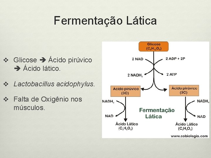 Fermentação Lática v Glicose Ácido pirúvico Ácido lático. v Lactobacillus acidophylus. v Falta de