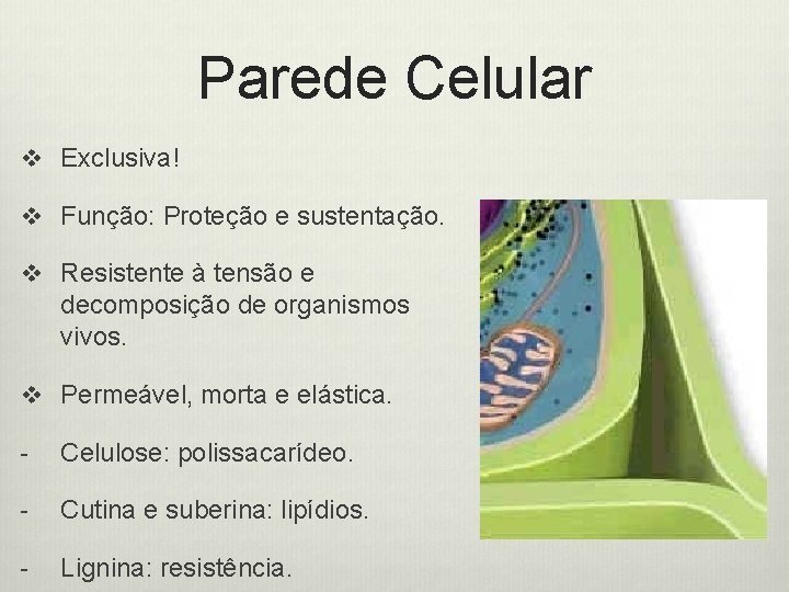 Parede Celular v Exclusiva! v Função: Proteção e sustentação. v Resistente à tensão e