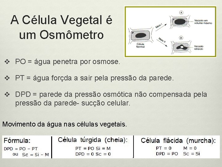 A Célula Vegetal é um Osmômetro v PO = água penetra por osmose. v