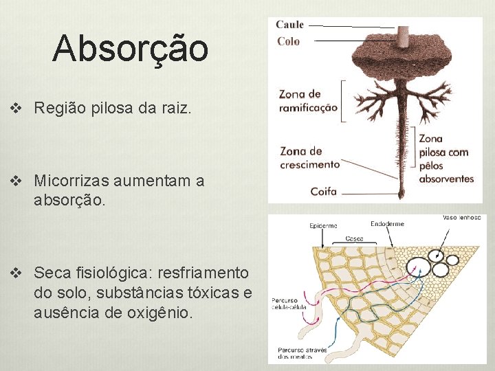 Absorção v Região pilosa da raiz. v Micorrizas aumentam a absorção. v Seca fisiológica: