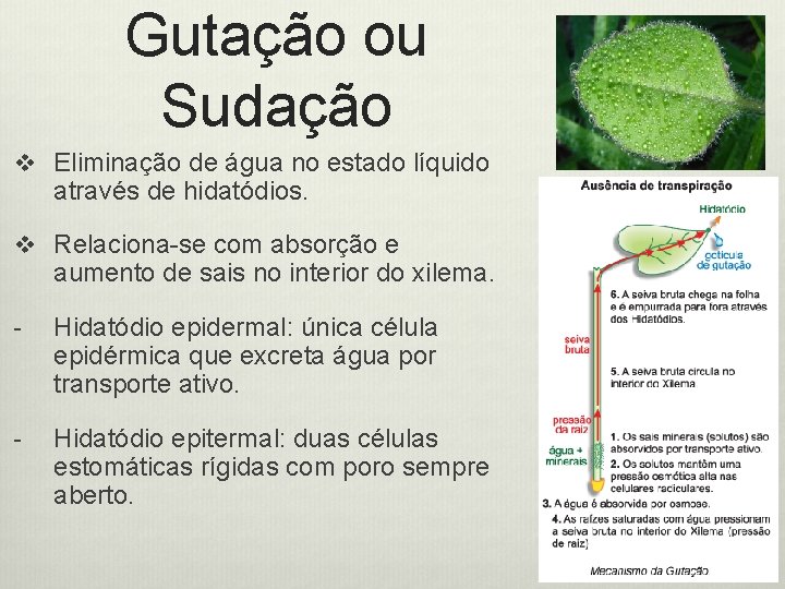 Gutação ou Sudação v Eliminação de água no estado líquido através de hidatódios. v