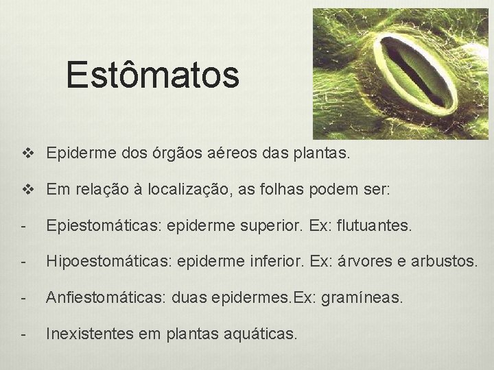 Estômatos v Epiderme dos órgãos aéreos das plantas. v Em relação à localização, as
