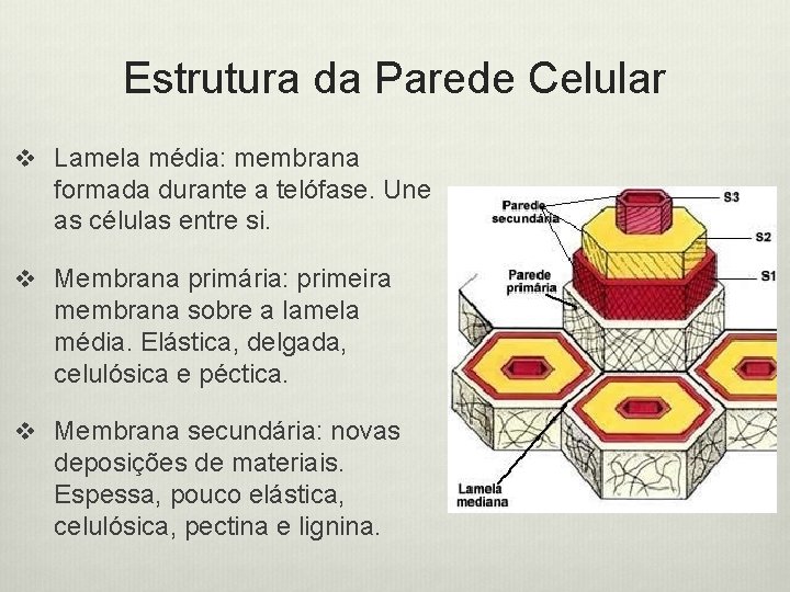 Estrutura da Parede Celular v Lamela média: membrana formada durante a telófase. Une as
