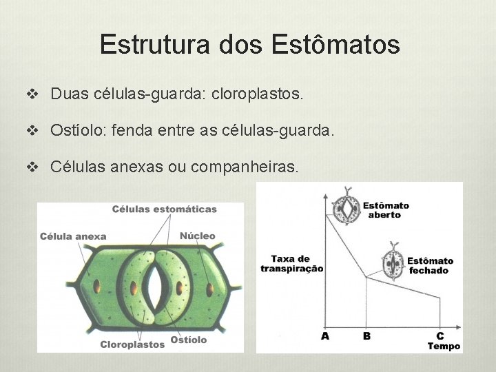 Estrutura dos Estômatos v Duas células-guarda: cloroplastos. v Ostíolo: fenda entre as células-guarda. v