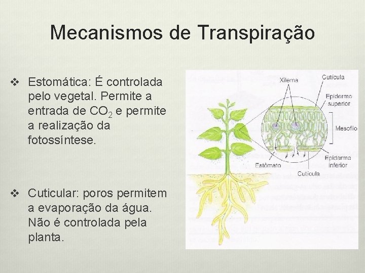 Mecanismos de Transpiração v Estomática: É controlada pelo vegetal. Permite a entrada de CO