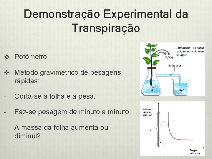 Demonstração Experimental da Transpiração v Potômetro. v Método gravimétrico de pesagens rápidas: - Corta-se