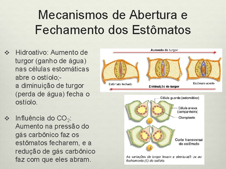 Mecanismos de Abertura e Fechamento dos Estômatos v Hidroativo: Aumento de turgor (ganho de