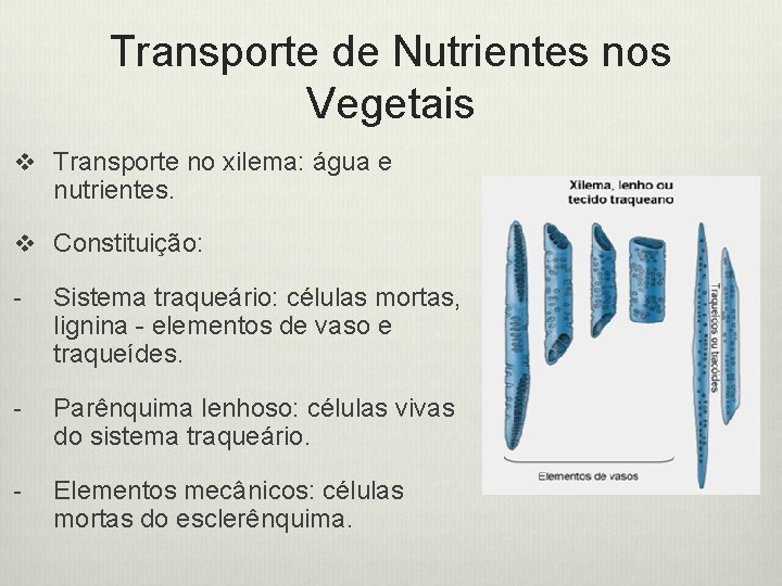 Transporte de Nutrientes nos Vegetais v Transporte no xilema: água e nutrientes. v Constituição: