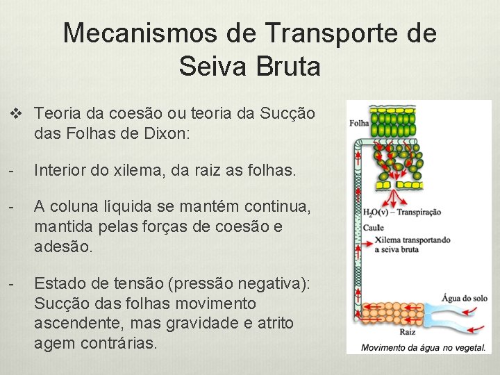 Mecanismos de Transporte de Seiva Bruta v Teoria da coesão ou teoria da Sucção