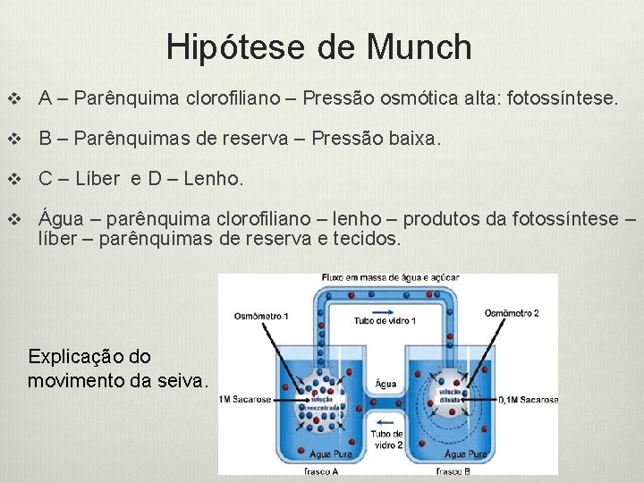 Hipótese de Munch v A – Parênquima clorofiliano – Pressão osmótica alta: fotossíntese. v