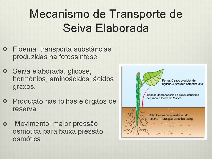 Mecanismo de Transporte de Seiva Elaborada v Floema: transporta substâncias produzidas na fotossíntese. v