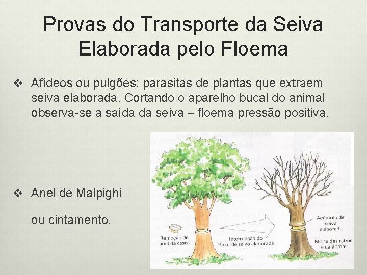 Provas do Transporte da Seiva Elaborada pelo Floema v Afídeos ou pulgões: parasitas de