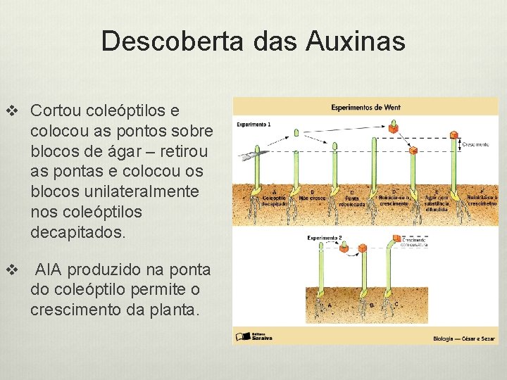 Descoberta das Auxinas v Cortou coleóptilos e colocou as pontos sobre blocos de ágar