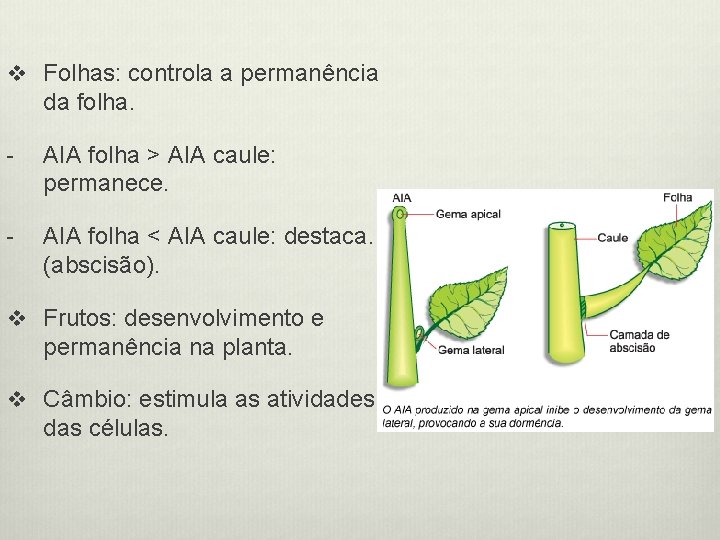 v Folhas: controla a permanência da folha. - AIA folha > AIA caule: permanece.