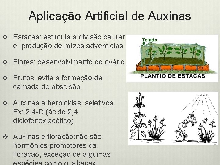 Aplicação Artificial de Auxinas v Estacas: estimula a divisão celular e produção de raízes