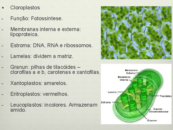 § Cloroplastos - Função: Fotossíntese. - Membranas interna e externa: lipoproteica. - Estroma: DNA,