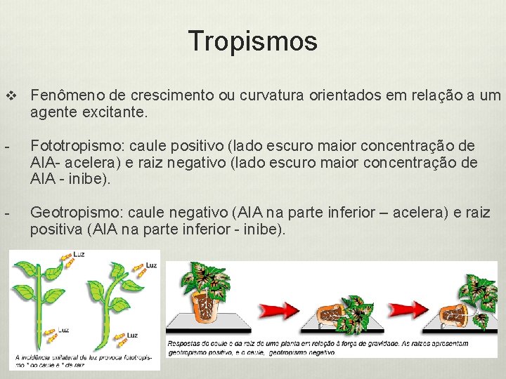 Tropismos v Fenômeno de crescimento ou curvatura orientados em relação a um agente excitante.