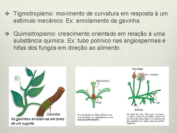 v Tigmotropismo: movimento de curvatura em resposta à um estímulo mecânico. Ex: enrolamento da