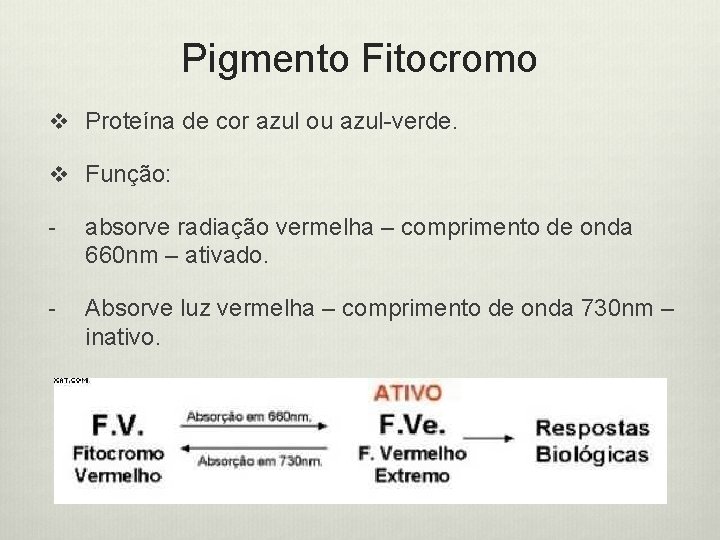 Pigmento Fitocromo v Proteína de cor azul ou azul-verde. v Função: - absorve radiação