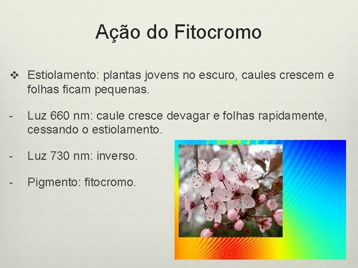 Ação do Fitocromo v Estiolamento: plantas jovens no escuro, caules crescem e folhas ficam