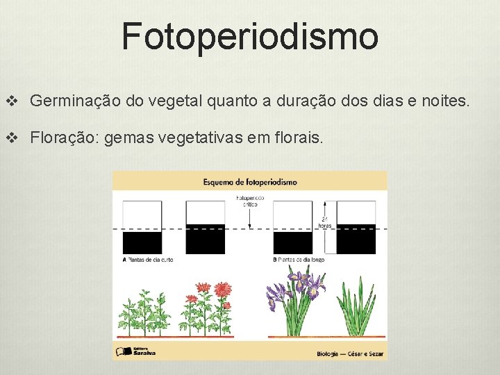 Fotoperiodismo v Germinação do vegetal quanto a duração dos dias e noites. v Floração: