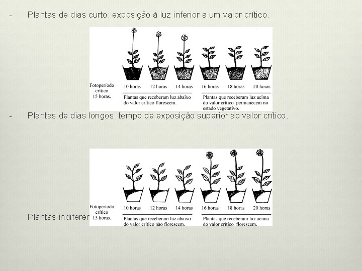 - Plantas de dias curto: exposição à luz inferior a um valor crítico. -