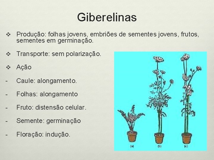 Giberelinas v Produção: folhas jovens, embriões de sementes jovens, frutos, sementes em germinação. v
