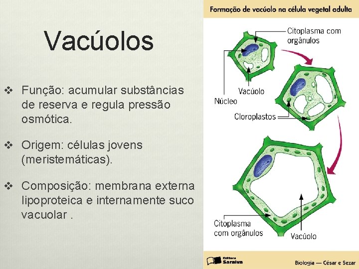 Vacúolos v Função: acumular substâncias de reserva e regula pressão osmótica. v Origem: células