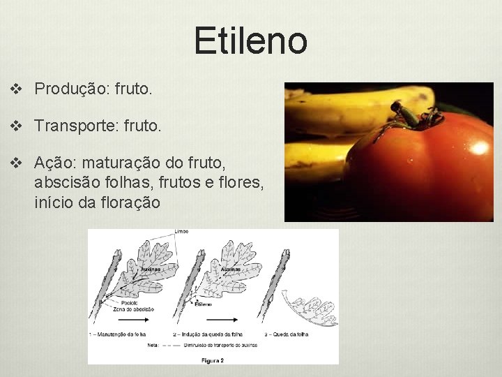 Etileno v Produção: fruto. v Transporte: fruto. v Ação: maturação do fruto, abscisão folhas,