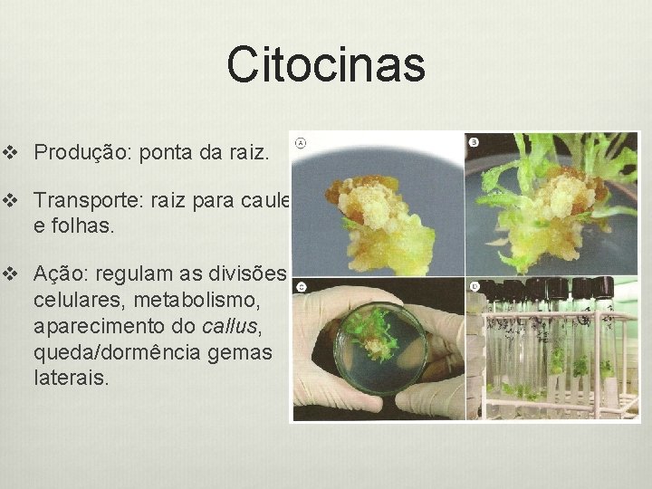 Citocinas v Produção: ponta da raiz. v Transporte: raiz para caule e folhas. v