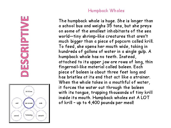 DESCRIPTIVE Humpback Whales The humpback whale is huge. She is longer than a school