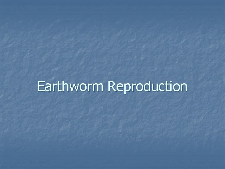 Earthworm Reproduction 