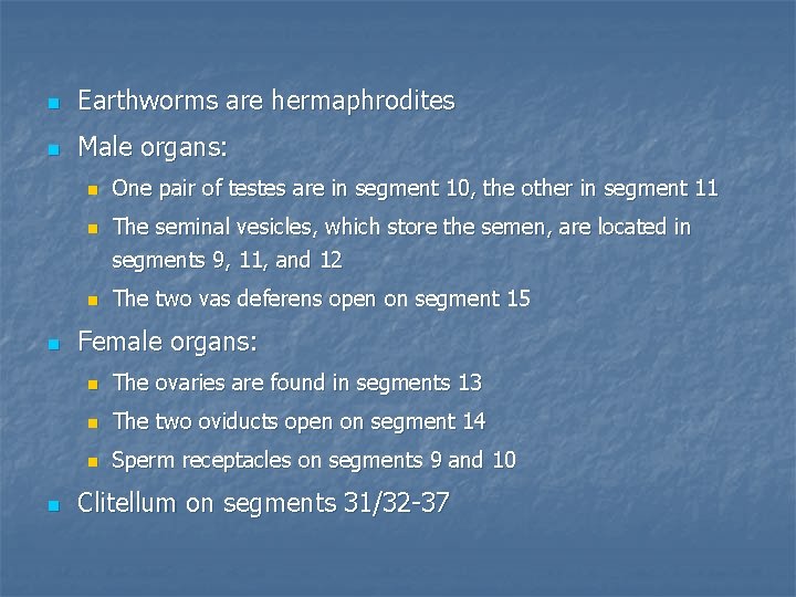 n Earthworms are hermaphrodites n Male organs: n n n One pair of testes