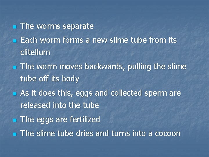 n n The worms separate Each worm forms a new slime tube from its