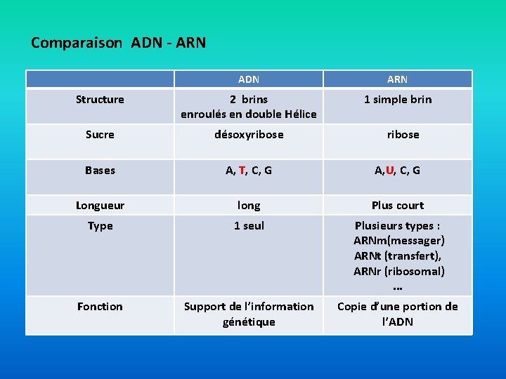 Comparaison ADN - ARN ADN ARN Structure 2 brins enroulés en double Hélice 1