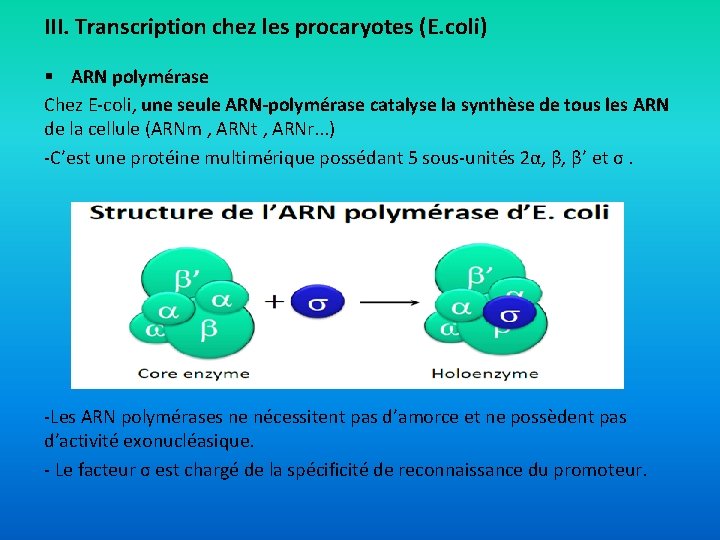 III. Transcription chez les procaryotes (E. coli) § ARN polymérase Chez E-coli, une seule