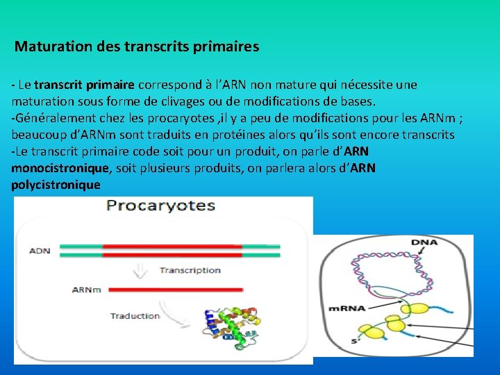 Maturation des transcrits primaires - Le transcrit primaire correspond à l’ARN non mature