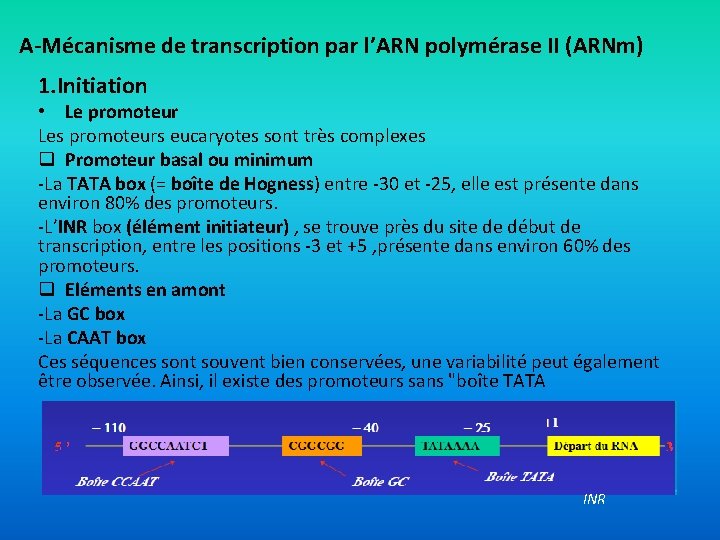 A-Mécanisme de transcription par l’ARN polymérase II (ARNm) 1. Initiation • Le promoteur Les