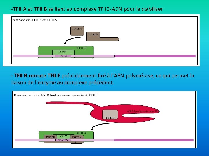 -TFII A et TFII B se lient au complexe TFIID-ADN pour le stabiliser -