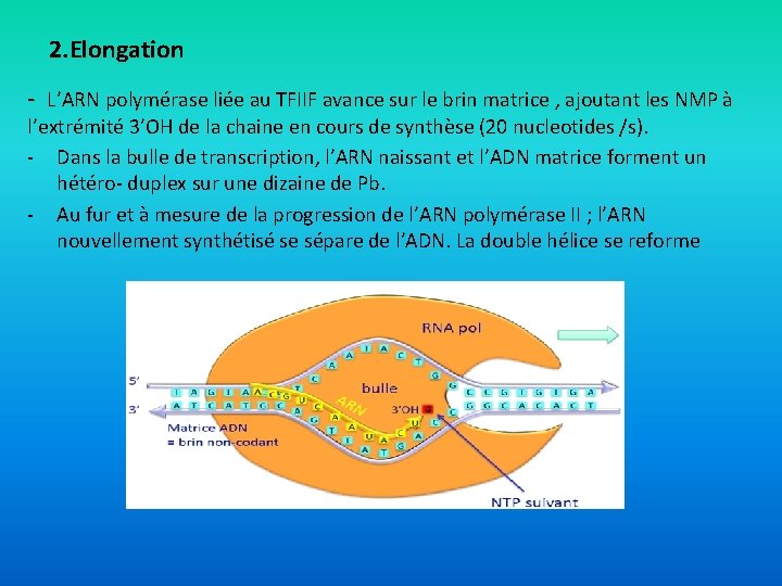 2. Elongation - L’ARN polymérase liée au TFIIF avance sur le brin matrice ,
