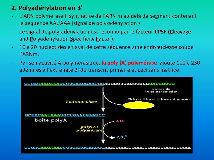 2. Polyadénylation en 3' - L’ARN polymérase II synthétise de l’ARN m au delà