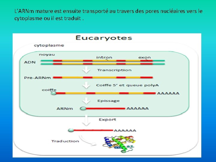 L’ARNm mature est ensuite transporté au travers des pores nucléaires vers le cytoplasme ou