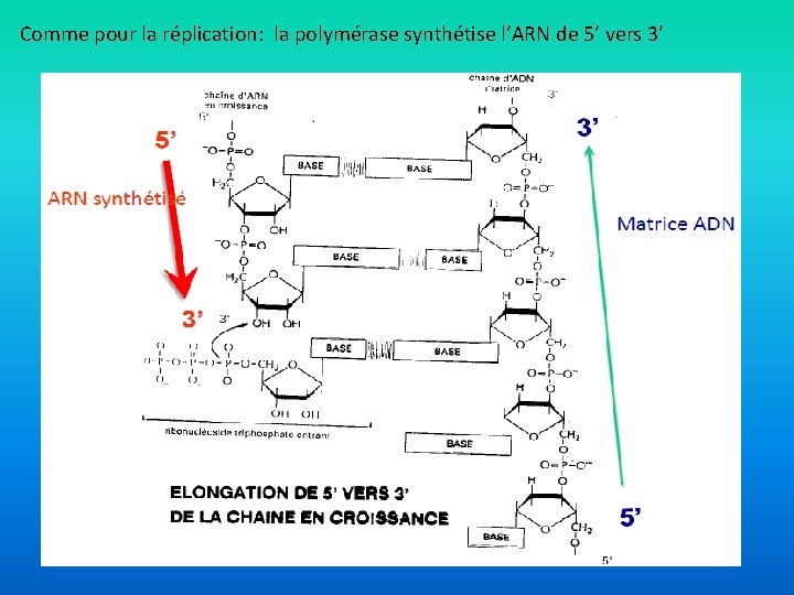 Comme pour la réplication: la polymérase synthétise l’ARN de 5’ vers 3’ 