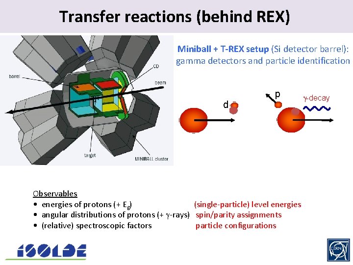 Transfer reactions. (behind REX) Miniball + T-REX setup (Si detector barrel): gamma detectors and