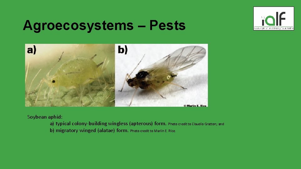 Agroecosystems – Pests Soybean aphid: a) typical colony-building wingless (apterous) form. Photo credit to